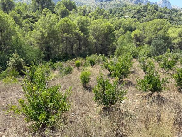 Terreno en La Solana, km 2