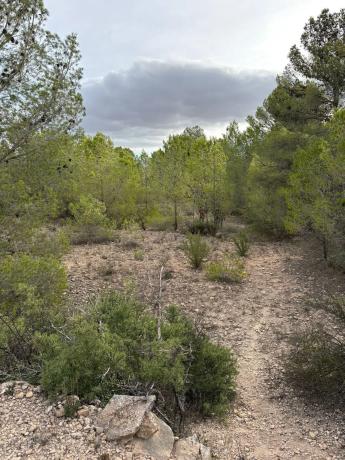 Terreno en el secanet s/n