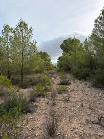 Terreno en el secanet s/n