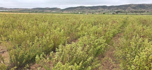 Masía en partida cascante, 31