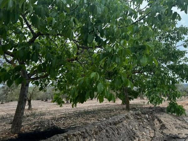 Finca rústica en carretera biar campo de mirra