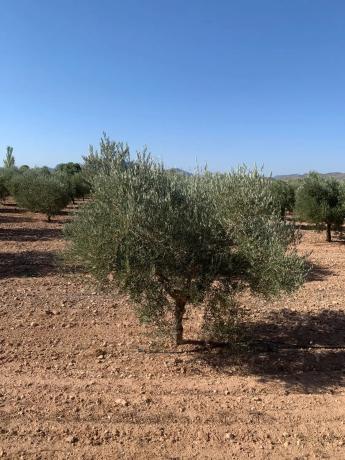 Finca rústica en plaza Poligono 2