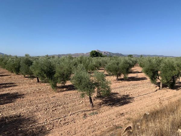 Finca rústica en plaza Poligono 2
