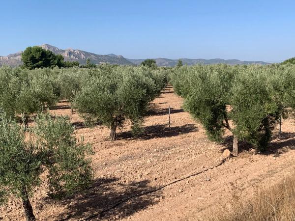 Finca rústica en plaza Poligono 2