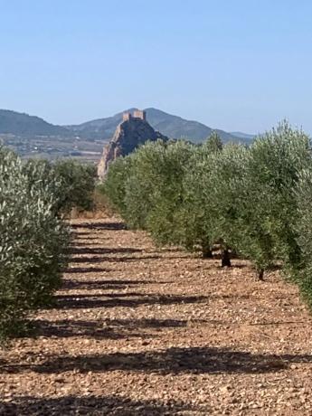 Finca rústica en plaza Poligono 2