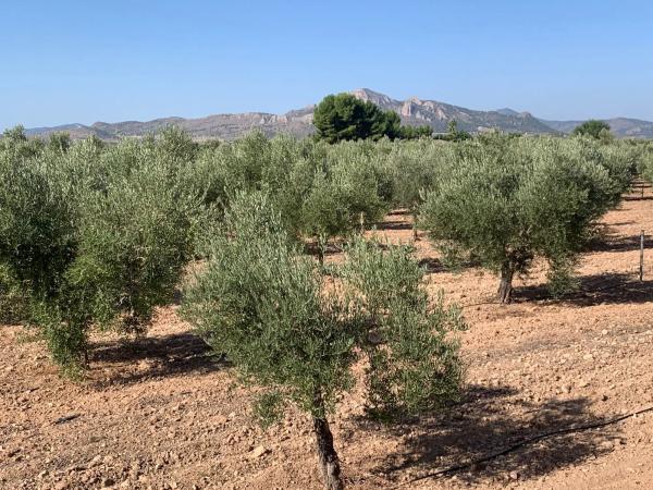 Finca rústica en plaza Poligono 2