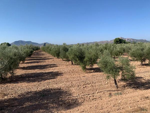 Finca rústica en plaza Poligono 2