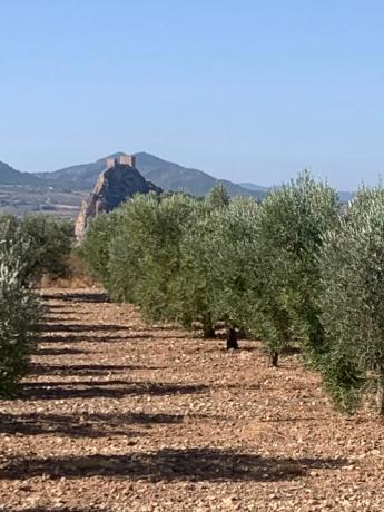 Finca rústica en plaza Poligono 2
