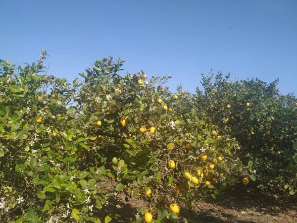 Casa rural en Partida Dehesa la Gp. 13, 87