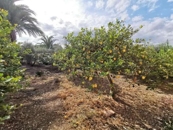 Finca rústica en camino Arroba de Madriguera