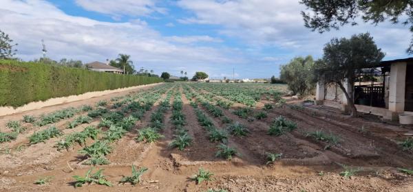 Casa independiente en Huerta / Campo Dolores