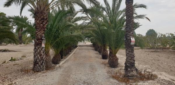 Finca rústica en Huerta Diseminados, 10
