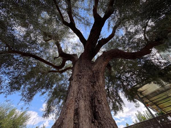 Casa rural en Pedania de Molins s/n BarriolosSuizos