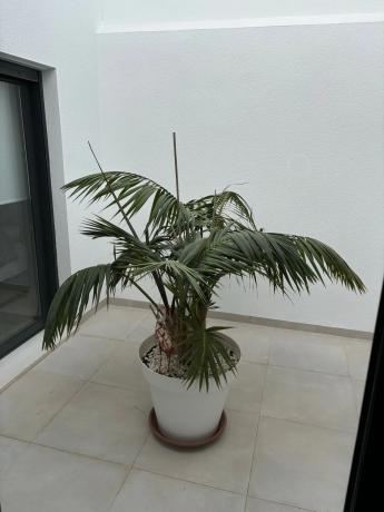 Casa independiente en calle Sociedad Agraria 1972, 16