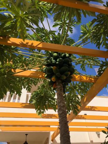 Casa independiente en calle Bambú, 59