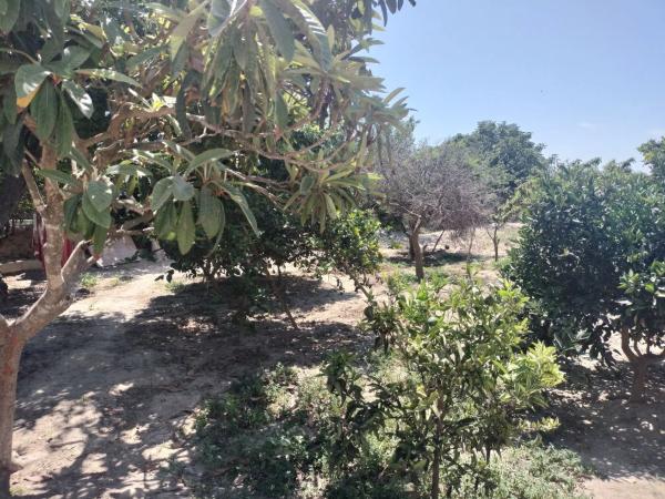 Finca rústica en Partida lo Saavedra, 86