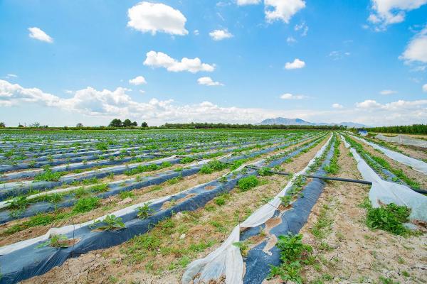 Casa terrera en calle Cardenal Belluga