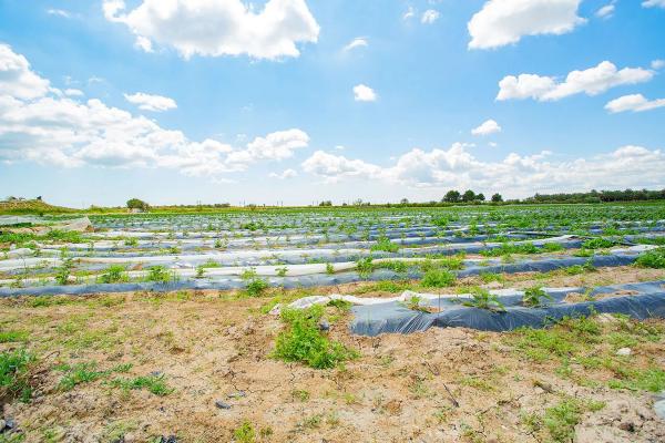 Casa terrera en calle Cardenal Belluga