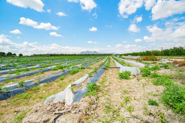 Casa terrera en calle Cardenal Belluga