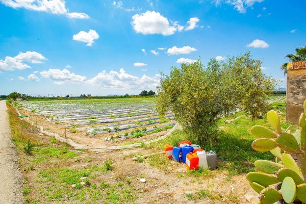 Casa terrera en calle Cardenal Belluga