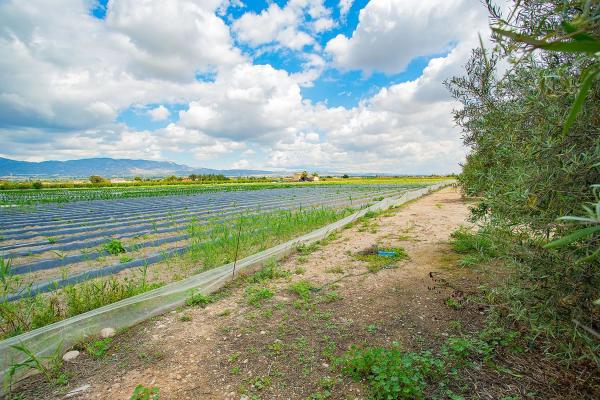 Casa terrera en calle Cardenal Belluga