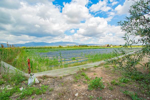 Casa terrera en calle Cardenal Belluga