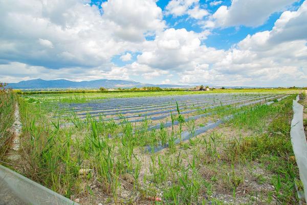 Casa terrera en calle Cardenal Belluga