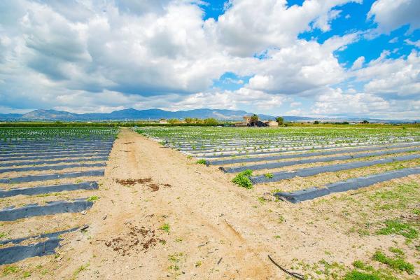 Casa terrera en calle Cardenal Belluga