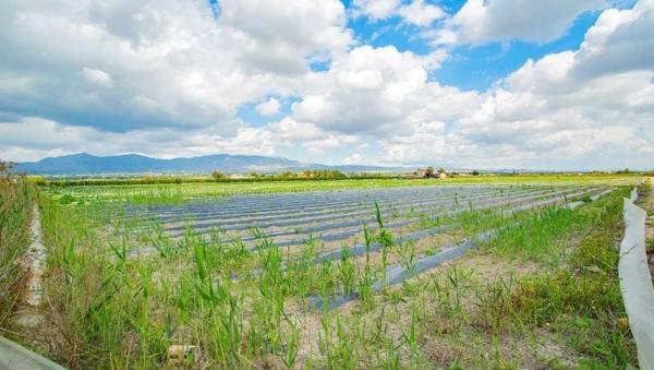 Casa terrera en Partida Saladares, 139