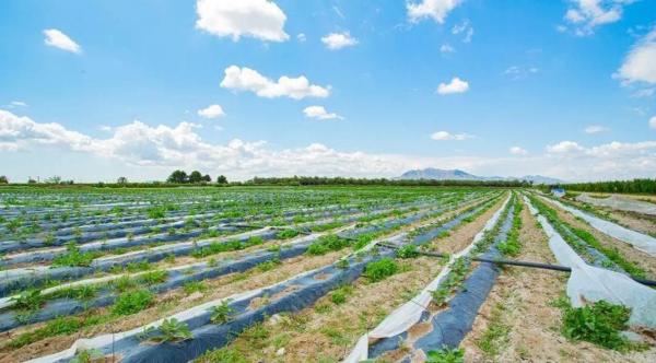 Casa terrera en Partida Saladares, 139