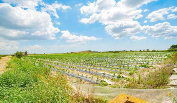 Casa terrera en Partida Saladares, 139