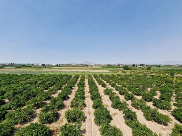 Piso en avenida de Almoradí