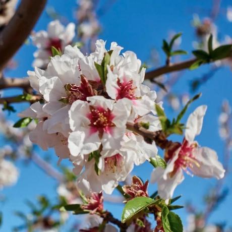 Chalet adosado en calle Maria Zambrano