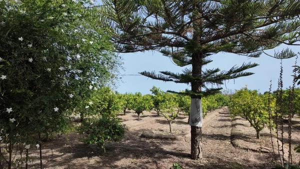 Casa rural en camino de los Huertos s/n