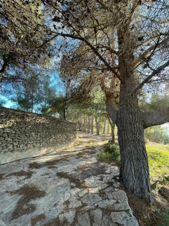 Finca rústica en Partida Paratella