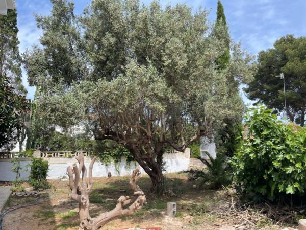 Casa independiente en calle Pal·las