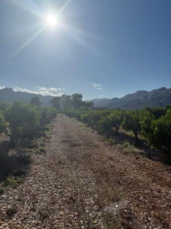 Finca rústica en camino dels Plans, 1