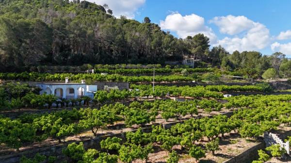 Finca rústica en avenida de Pego