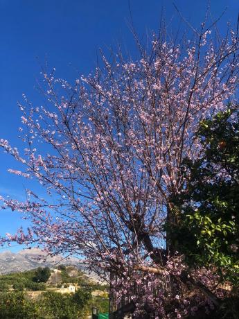 Finca rústica en Partida Foia Xorros