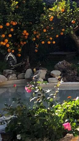 Finca rústica en Partida Foia Xorros