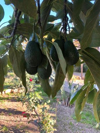 Finca rústica en Partida Foia Xorros