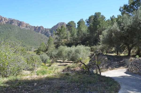 Finca rústica en partida alt de charquer s/n