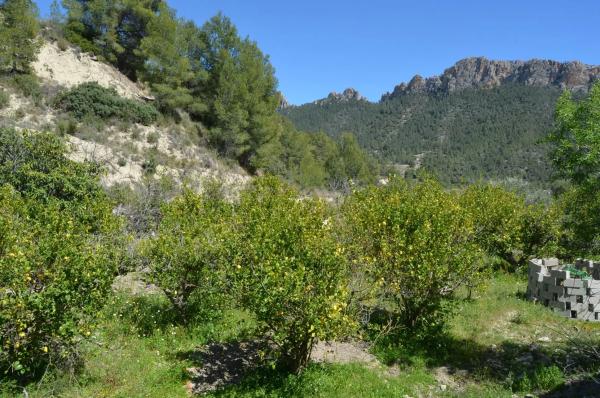 Finca rústica en partida alt de charquer s/n