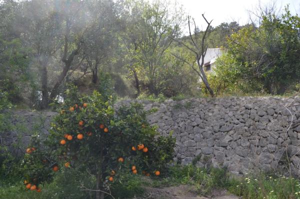 Finca rústica en partida alt de charquer s/n