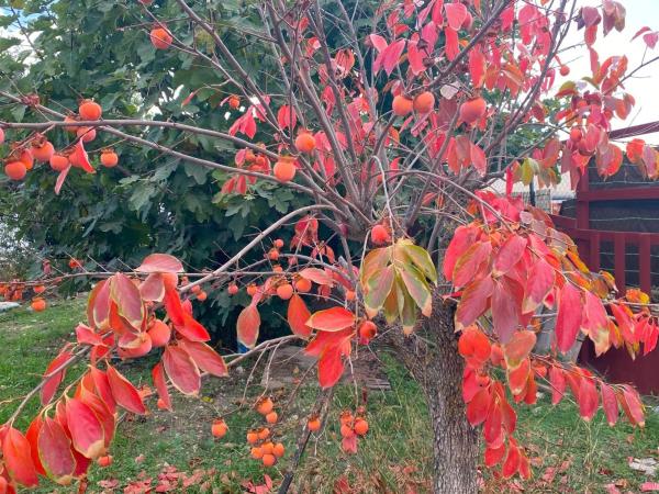 Casa rural en via Sense Nom