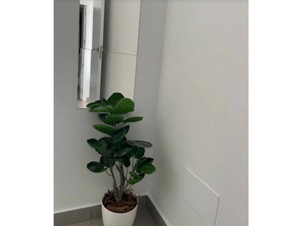 Ático en Orihuela Ciudad