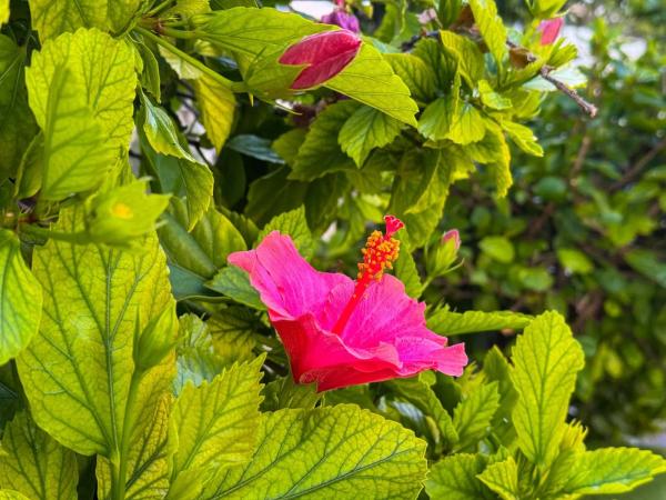 Piso en Urbanización Calas Blancas