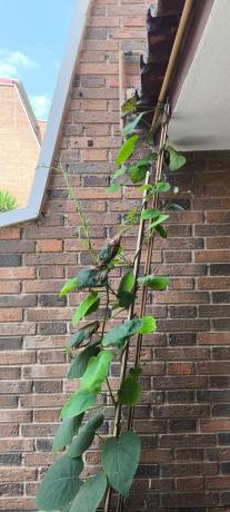 Chalet adosado en calle Padre Recaredo de Los Rios, 40