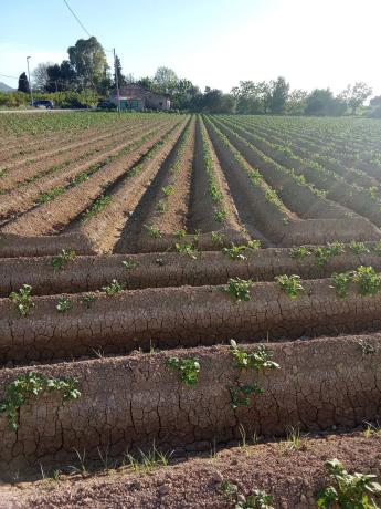 Finca rústica en carril de los Murcia, 5