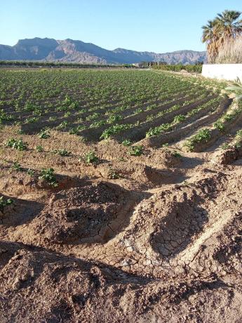 Finca rústica en carril de los Murcia, 5